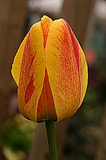 Blume aus dem Garten von Rosmarie Späth